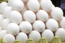 تولید ۴ هزار تن تخم مرغ در روز