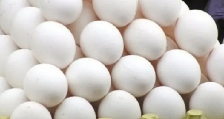 تولید ۴ هزار تن تخم مرغ در روز
