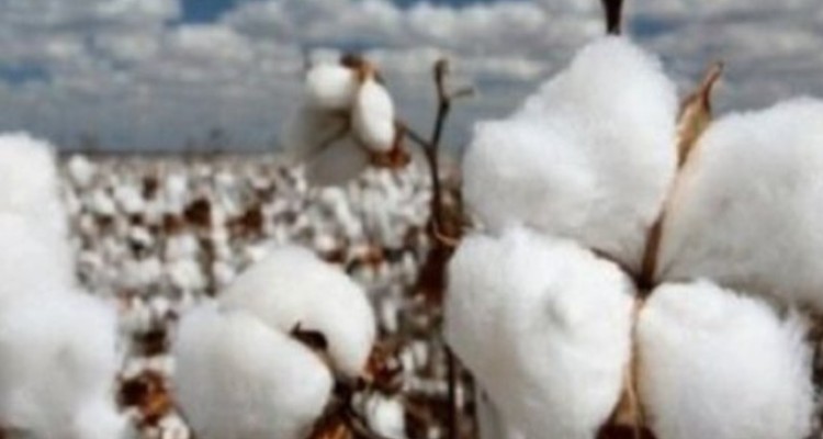 افزایش ۲۰ درصدی بهره‌وری آب با کشت پنبه