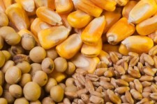 تأمین پایدار نهاده‌های دامی در کرمانشاه