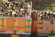 کشف ۱۵تن چوب قاچاق در صحنه