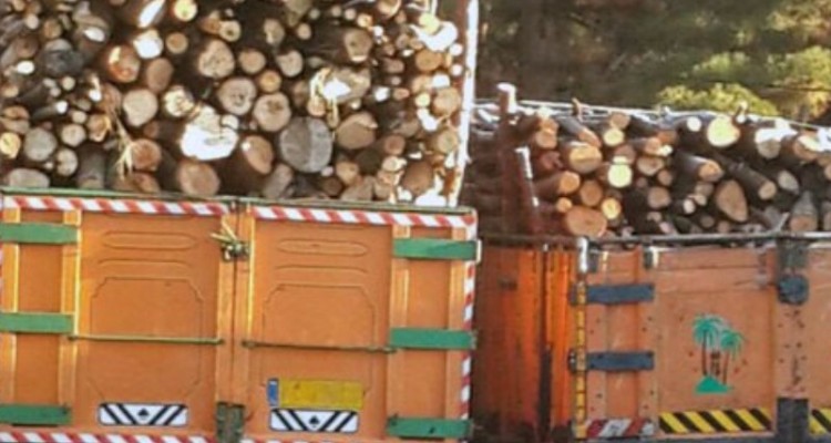 کشف ۱۵تن چوب قاچاق در صحنه