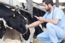 دامداران در برابر تب برفکی هوشیار باشند