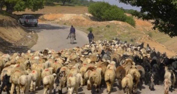 ضرورت هویت‌گذاری دام‌ها برای جلوگیری از قاچاق