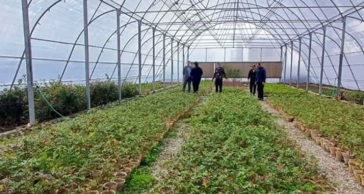 شروع عملیات کاشت ۴۰۰۰ اصله نهال در صحنه