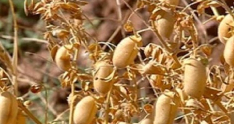 کل بذر نخود کشور در کرمانشاه تولید می‌شود