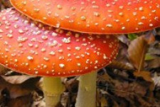 تلاش برای تولید سوخت جت از قارچ سیاه