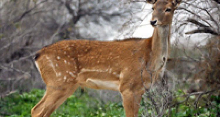 9 راس "گوزن زرد" در داربادام قلاجه نگهداری می‌شود