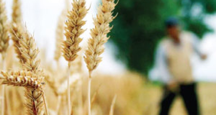 جزئیات برنامه کشوری بررسی باقیمانده سموم در محصولات کشاورزی