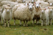 کرمانشاه از استان‌های پرخطر در زمینه "کریمه کنگو" است