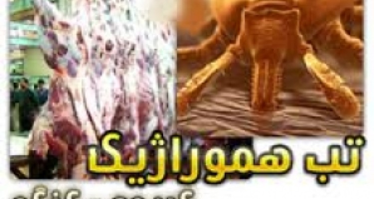 وقتی تب کریمه کنگو مثل کنه به جامعه می چسبد