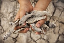 ماهی‌ها و لاک‌پشت‌های "سراب نیلوفر" مردند