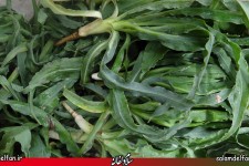  گیاه شنگ مفید برای درمان کولیت و بیماری التهابی روده 