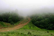 ۱۰ هزار هکتار از جنگل‌های بلوط کرمانشاه برش بهداشتی شدند