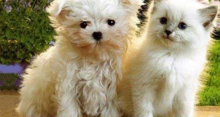 وقتی خانه‌ ها زیستگاه حیوانات می‌شود/ حیوان دوستی یا حیوان آزاری