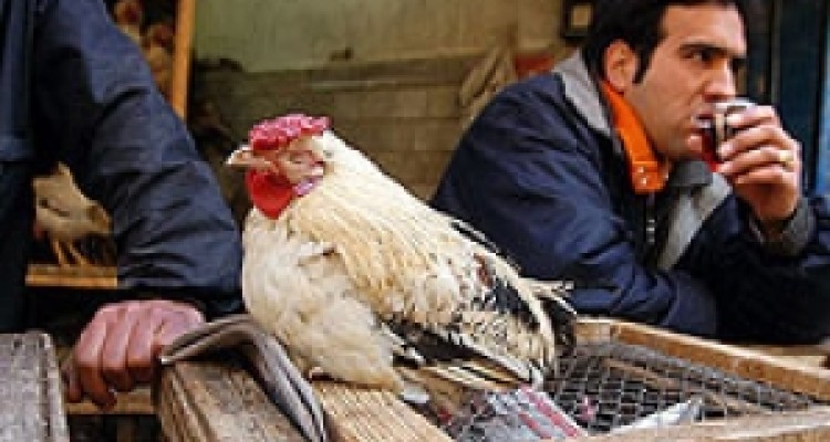 از تهدید سلامت شهروندان تا کارآفرینی با کمک مرغ زنده