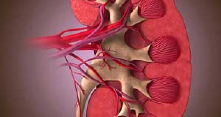  مواد غذایی مفید برای سلامتی کلیه ها 