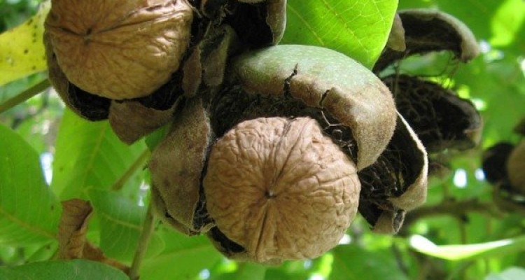 افزایش ۱۰ درصدی تولید گردو در کشور