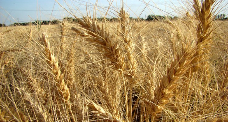 خرید ۱۰ میلیون تن گندم در سال ۹۵