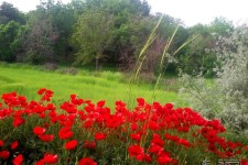  اگر اردیبهشت ماه قصد سفر دارید بخوانید! 