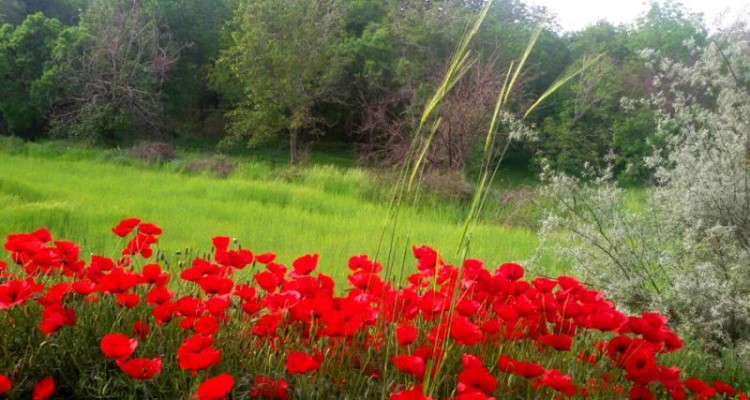  اگر اردیبهشت ماه قصد سفر دارید بخوانید! 