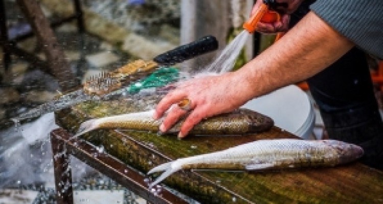 	لیز خوردن ماهی از سبد تغذیه کرمانشاهیان/ قهر دنباله دار با یک خوراک ارزشمند 