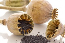  همه چیز درباره اعتیاد افیونی 