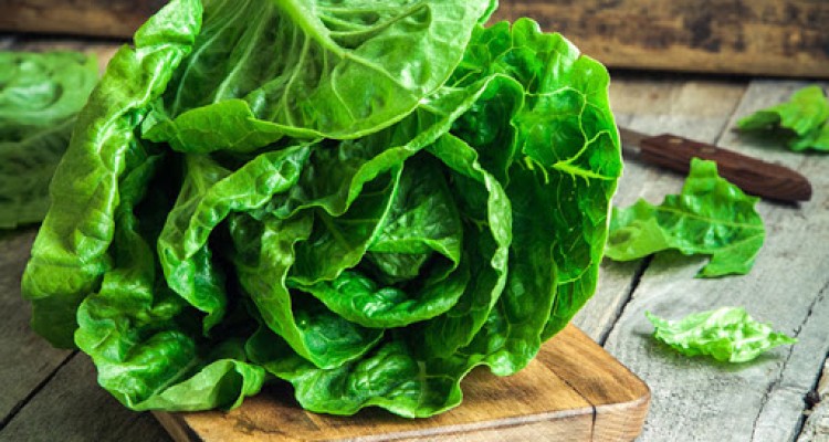 تاثیر پروتئین کاهو در بهبود سریع تر شکستگی استخوان