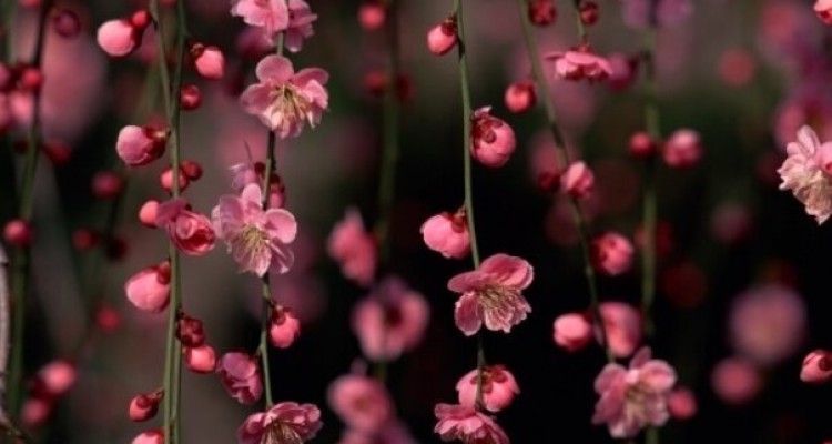 تحویل سال از دریچه علم نجوم/ سال ۹۹ کبیسه است