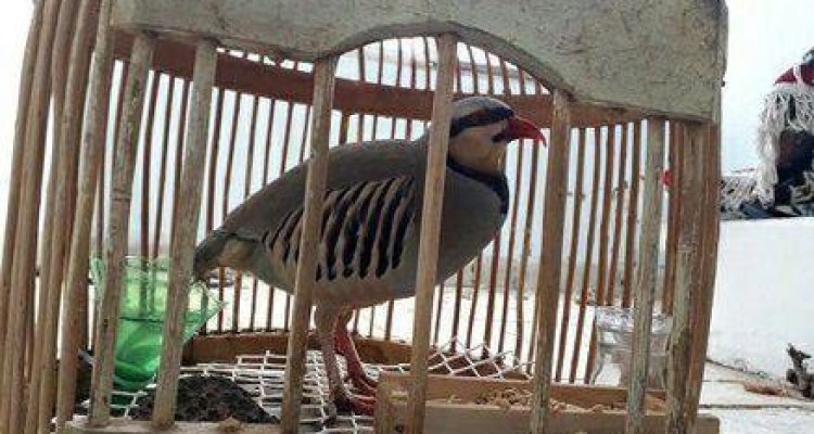 دستگیری 3 گروه شکارچی متخلف در صحنه 