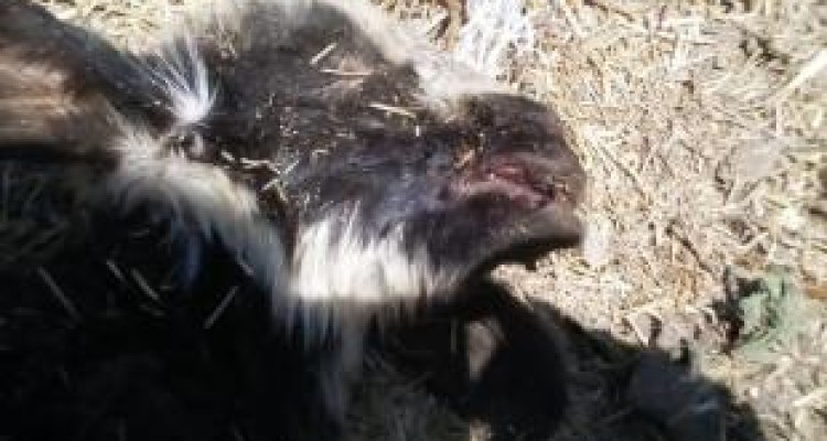 تلفات تب برفکی در کرمانشاه 