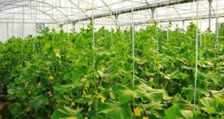 توسعه گلخانه‌ها از راهکارهای رفع مشکل خشکسالی در اسلام آبادغرب است 