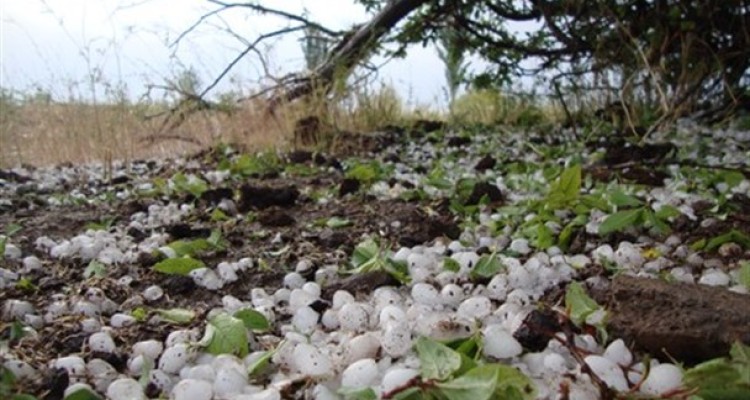 خسارات تگرگ به ۳۶۰ هکتار از مزارع شهرستان صحنه 