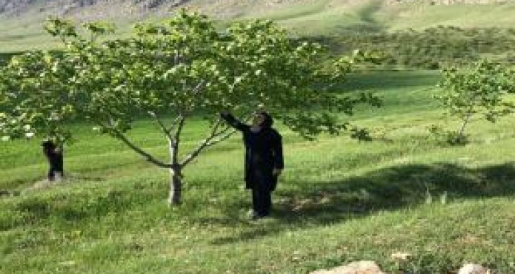 رصد و ارزیابی خسارت بارش های اخیر به مزارع در هرسین 