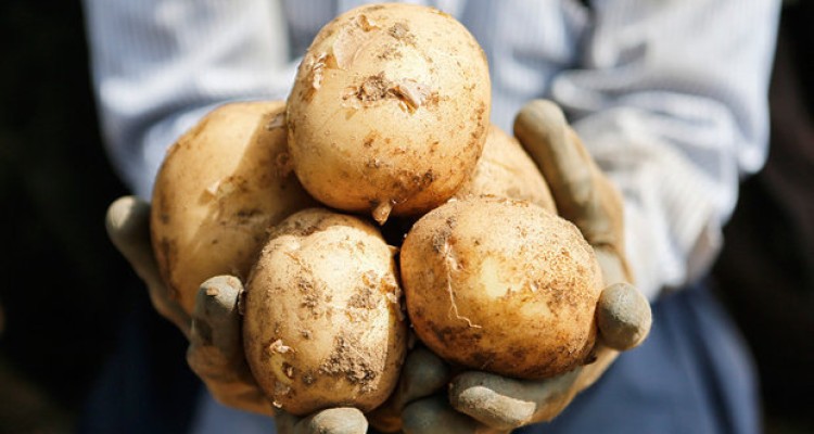 قدرت سیب زمینی در تقویت ماهیچه های زنان