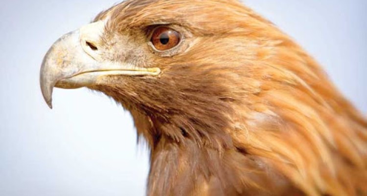 دو بهله عقاب طلایی در صحنه  تیمار و رهاسازی شد 