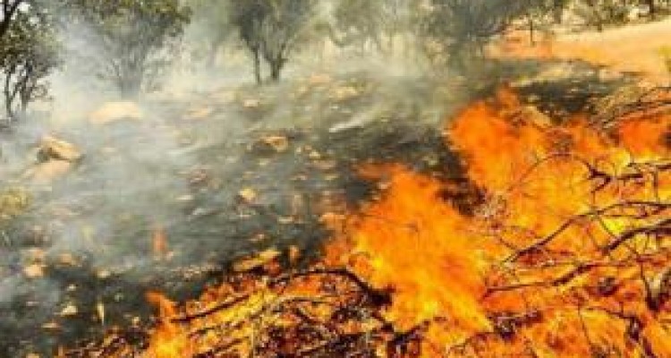 تیر خلاص « سوءمدیریت» بر پیکر نیمه‌جان جنگل‌های زاگرس 