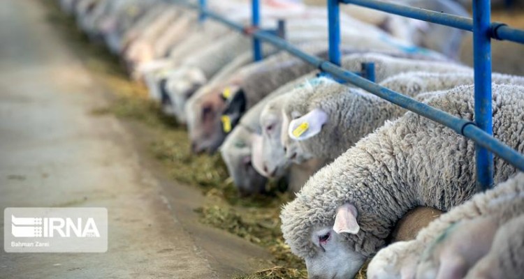 فعالیت یک روزه شرکت تولیدی اجداد سپیدان کوثر بخش دینور شهرستان صحنه