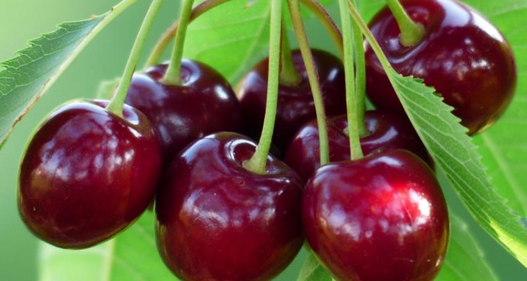  آلبالو و گیلاس "صحنه" به بازار آمد