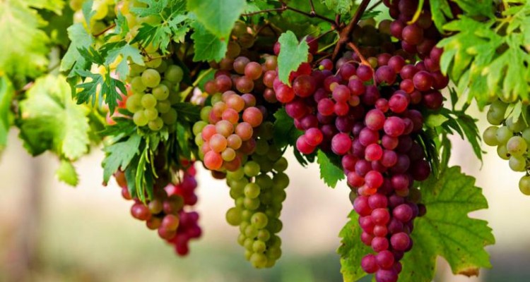 شهرستان صحنه با 2174 هکتار بیشترین سطح تاکستانهای استان کرمانشاه را دارد