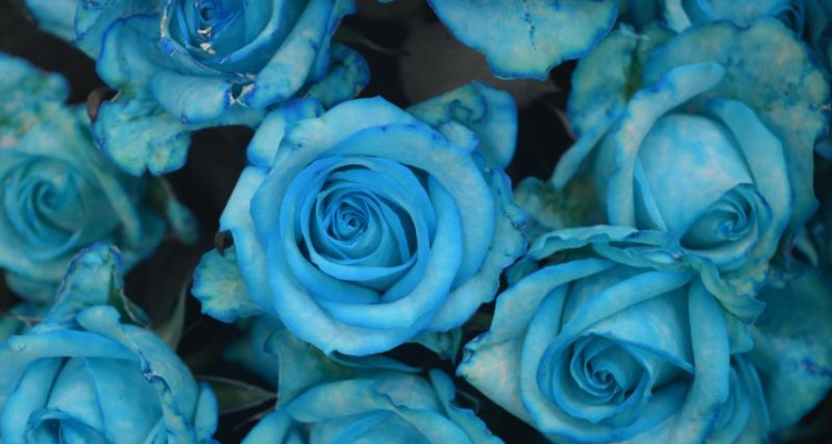 گل رز آبی