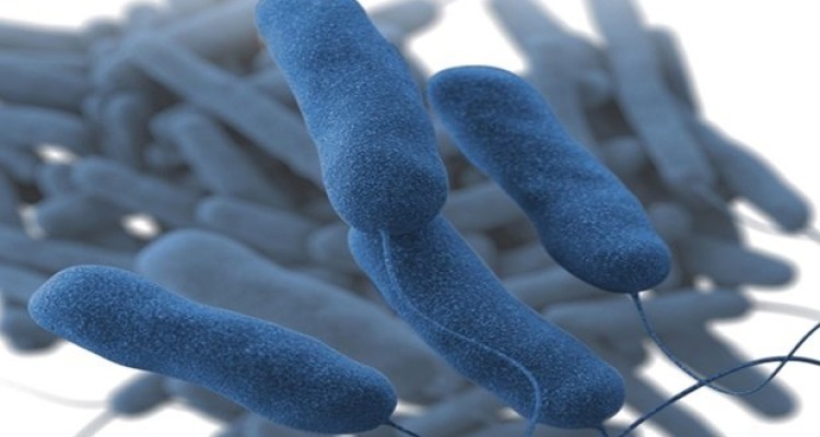 نگرانی در مورد شیوع طاعون در چین وجود ندارد