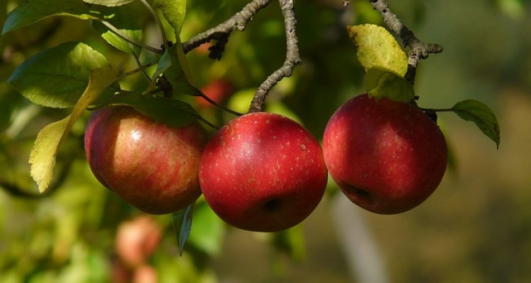 باغات زیبای سیب در شهرستان صحنه 