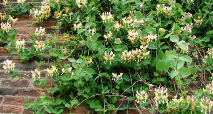 گیاه «یاس امین الدوله» در مقابله با کووید ۱۹ موثر است