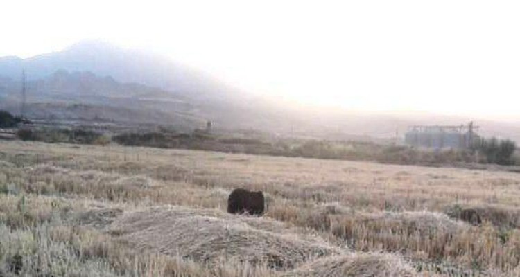 چند قلاده خرس قهوه ای در مزارع بخش دینور دیده شد / جریمه 75 میلیون تومانی شکار خرس