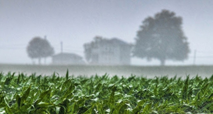  خسارت وزش تند باد شدید به مزارع شهرستان سرپل ذهاب