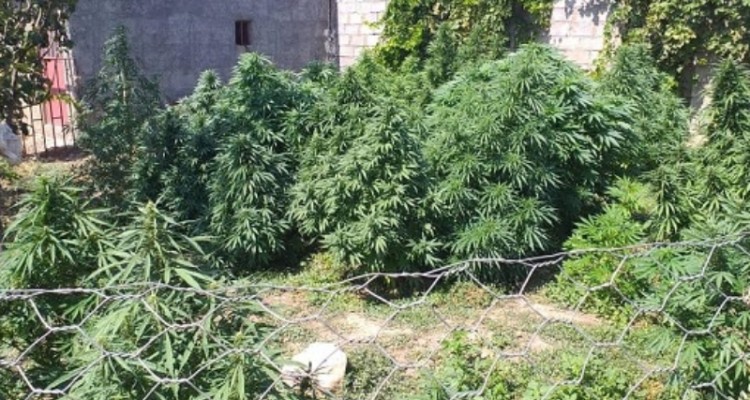  کشف و معدوم سازی 3 مرزعه ماری جوانا توسط اطلاعات سپاه ناحیه هرسین