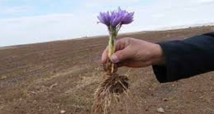 توسعه کاشت زعفران در شهرستان هرسین/ توزیع 80 تن پیاز مرغوب به صورت رایگان بین کشاورزان