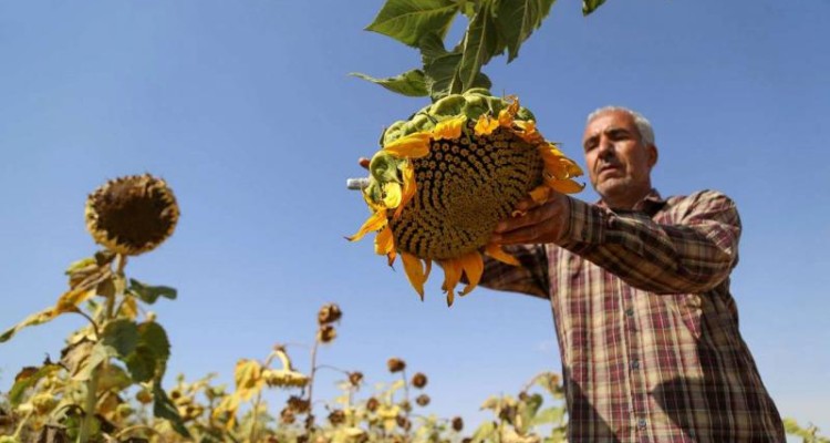 شهرستان صحنه دومین تولید کننده آفتابگردان در استان کرمانشاه است