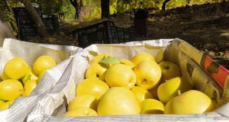 برداشت سیب درختی از باغات بخش دینور شهرستان صحنه آغاز شد